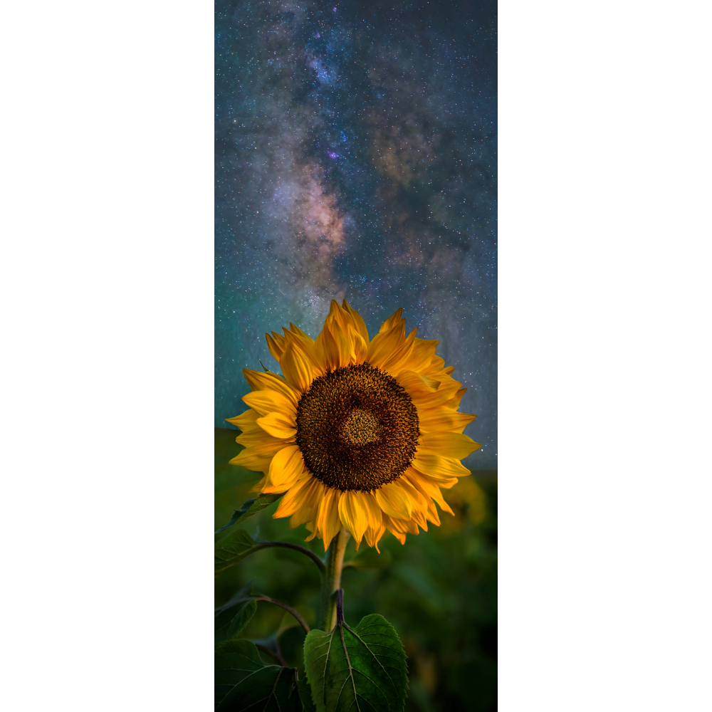 BS17 Vincent's Dreams