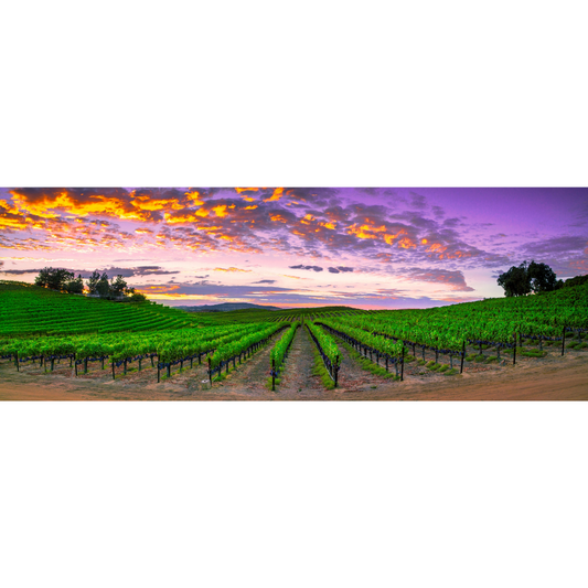 Cabernet Summer