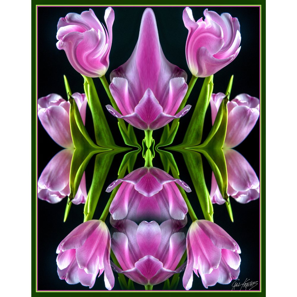 Pink Tulips