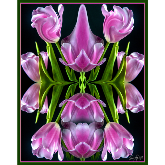 Pink Tulips