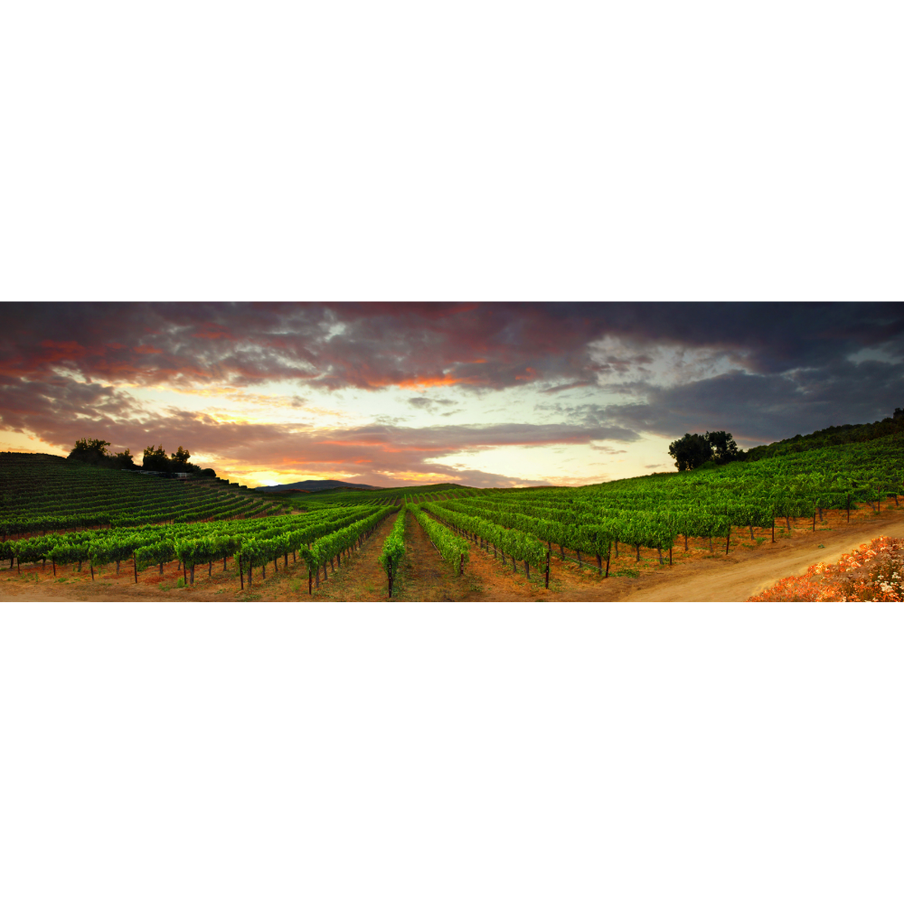 Spring Evening on Del Monte (Four Seasons)