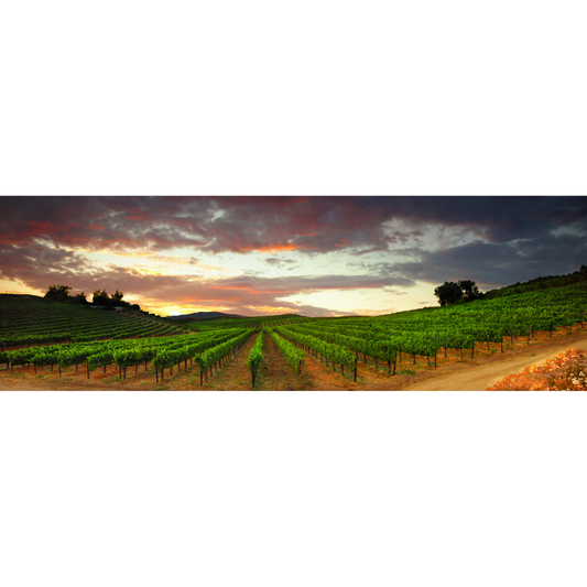 Spring Evening on Del Monte (Four Seasons)