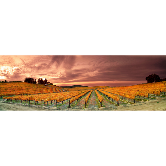 Fall Over Del Monte (Four Seasons)