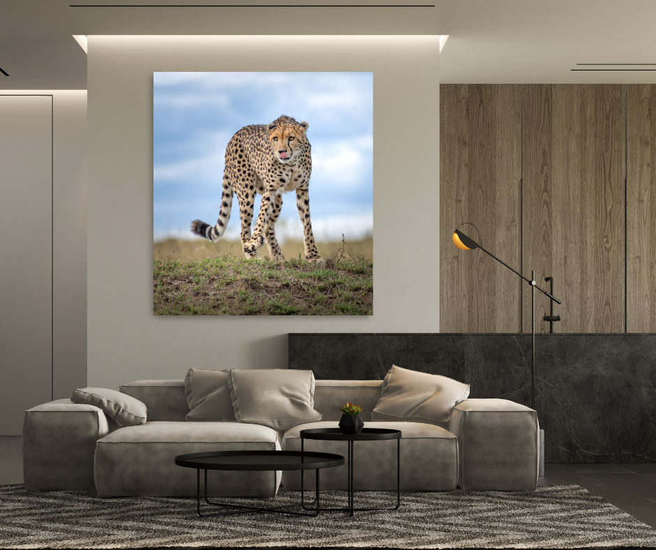 Lone Cheetah