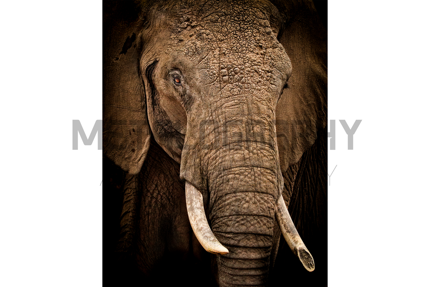 Gentle Giant