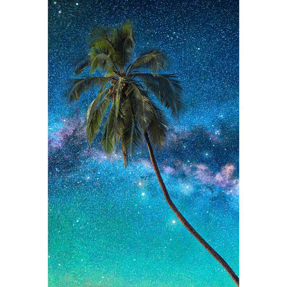 High In A Coconut Tree