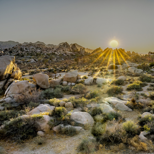 Joshua Tree, CA