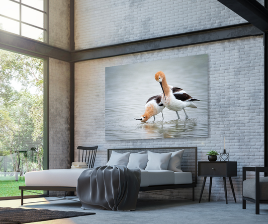 Avocet Couple