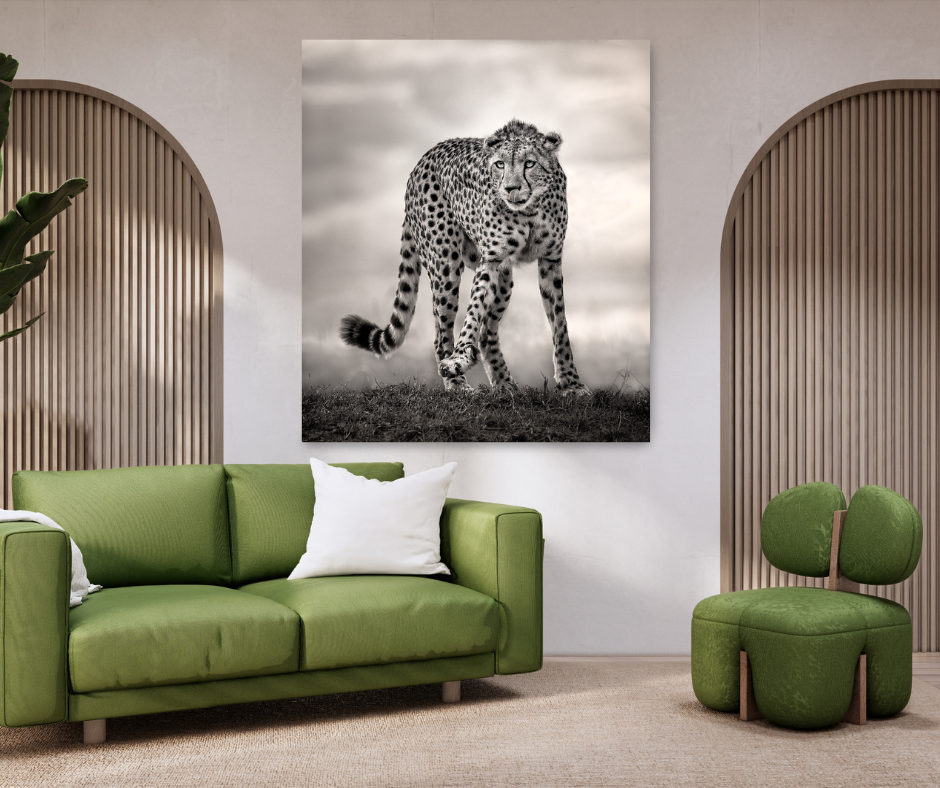 Lone Cheetah