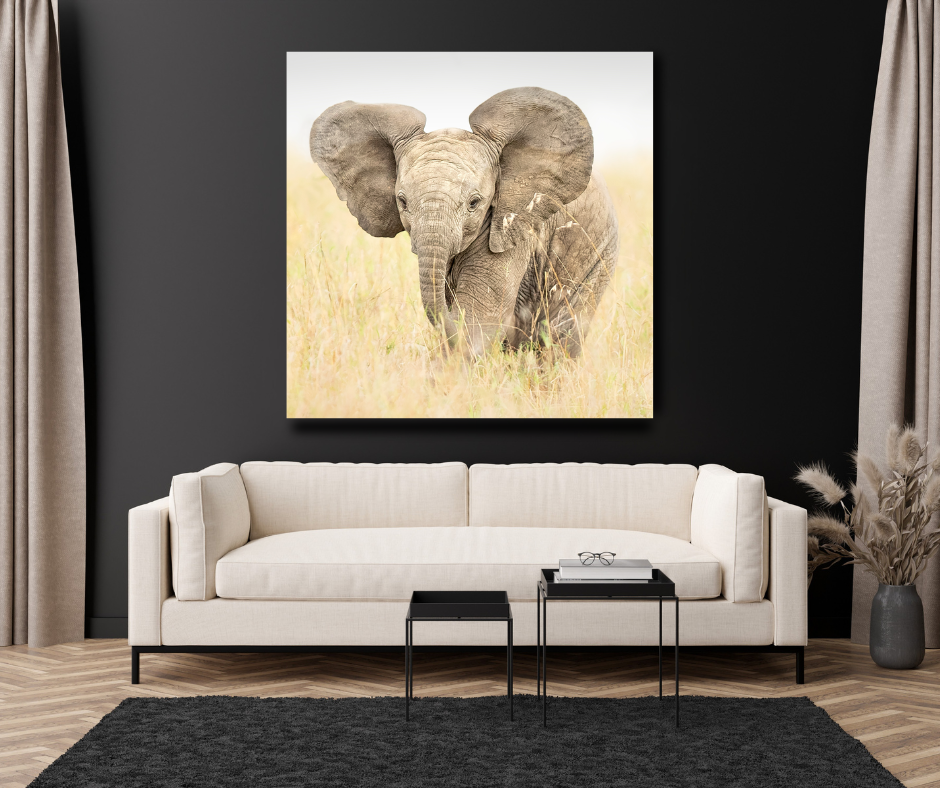 Baby Elephant