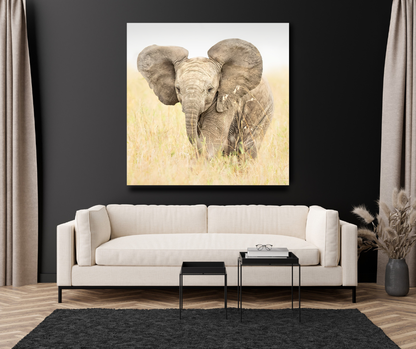 Baby Elephant