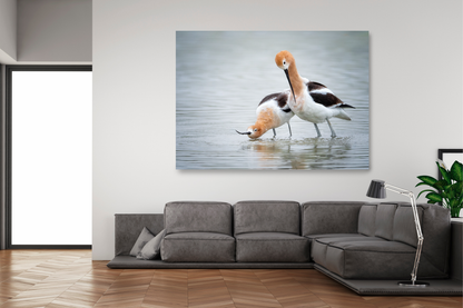 Avocet Couple