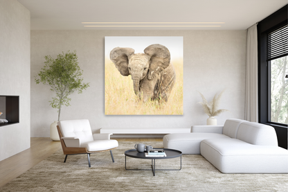 Baby Elephant
