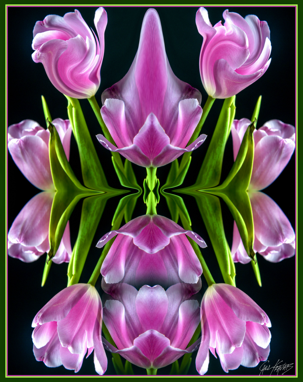 Pink Tulips