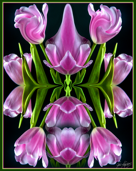 Pink Tulips