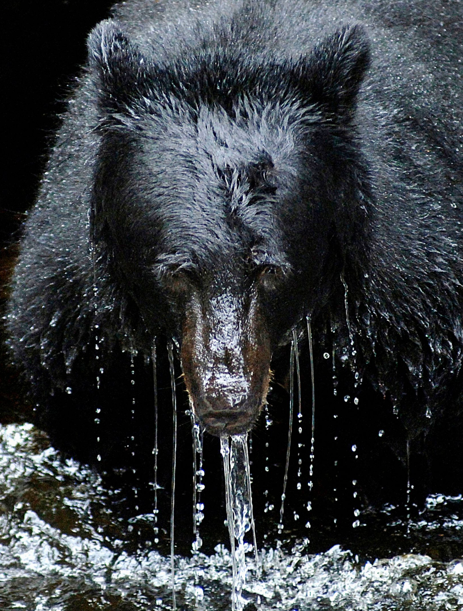 Water Bear, Alaska