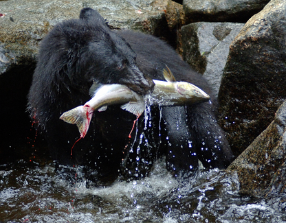 Wild Alaska, Black Bear & Pink Salmon