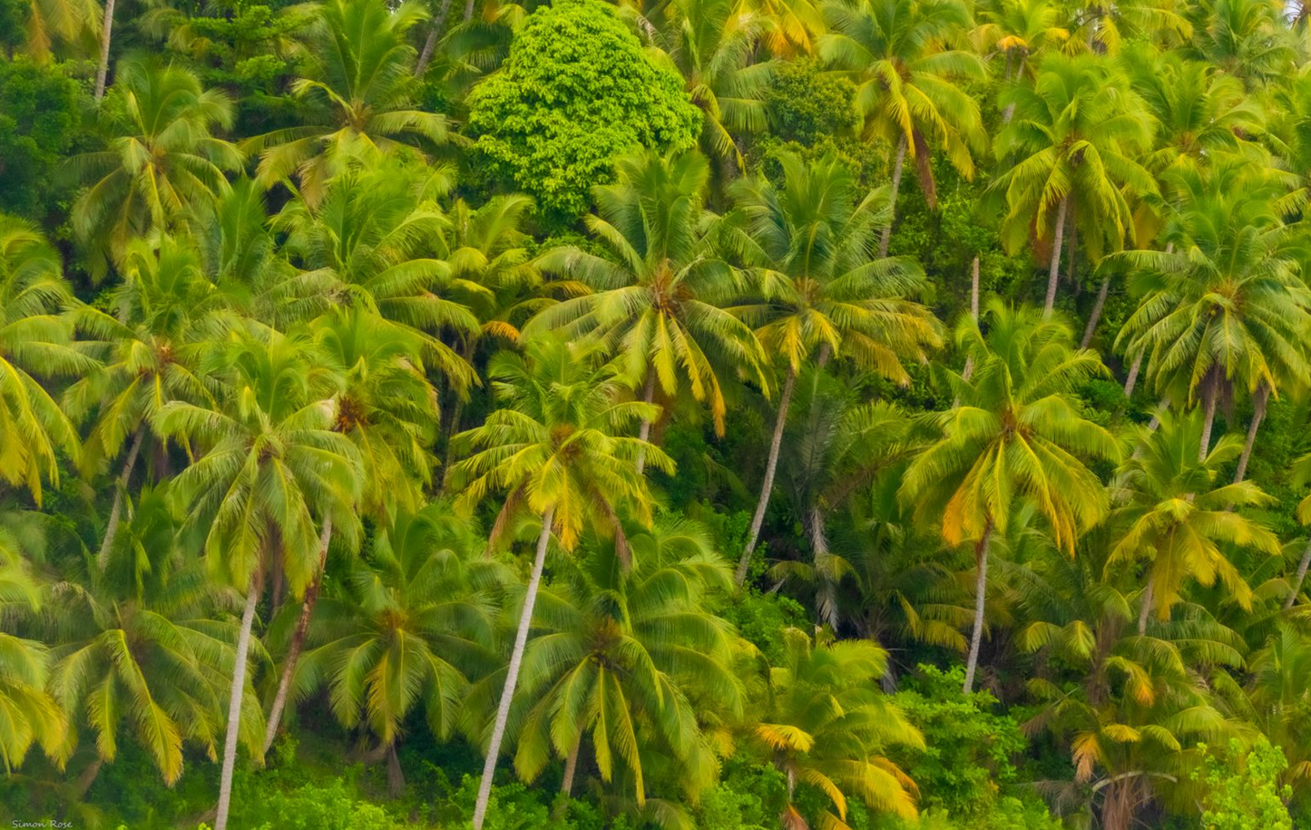 City of Palms, Mentawais