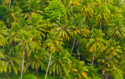City of Palms, Mentawais