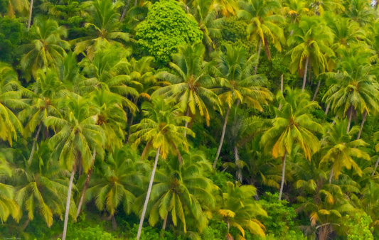 City of Palms, Mentawais