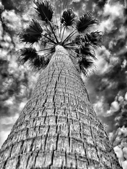 Proud Palm