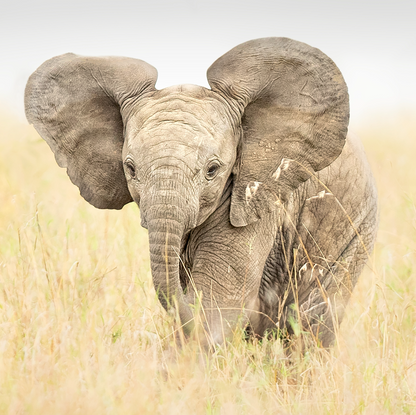 Baby Elephant