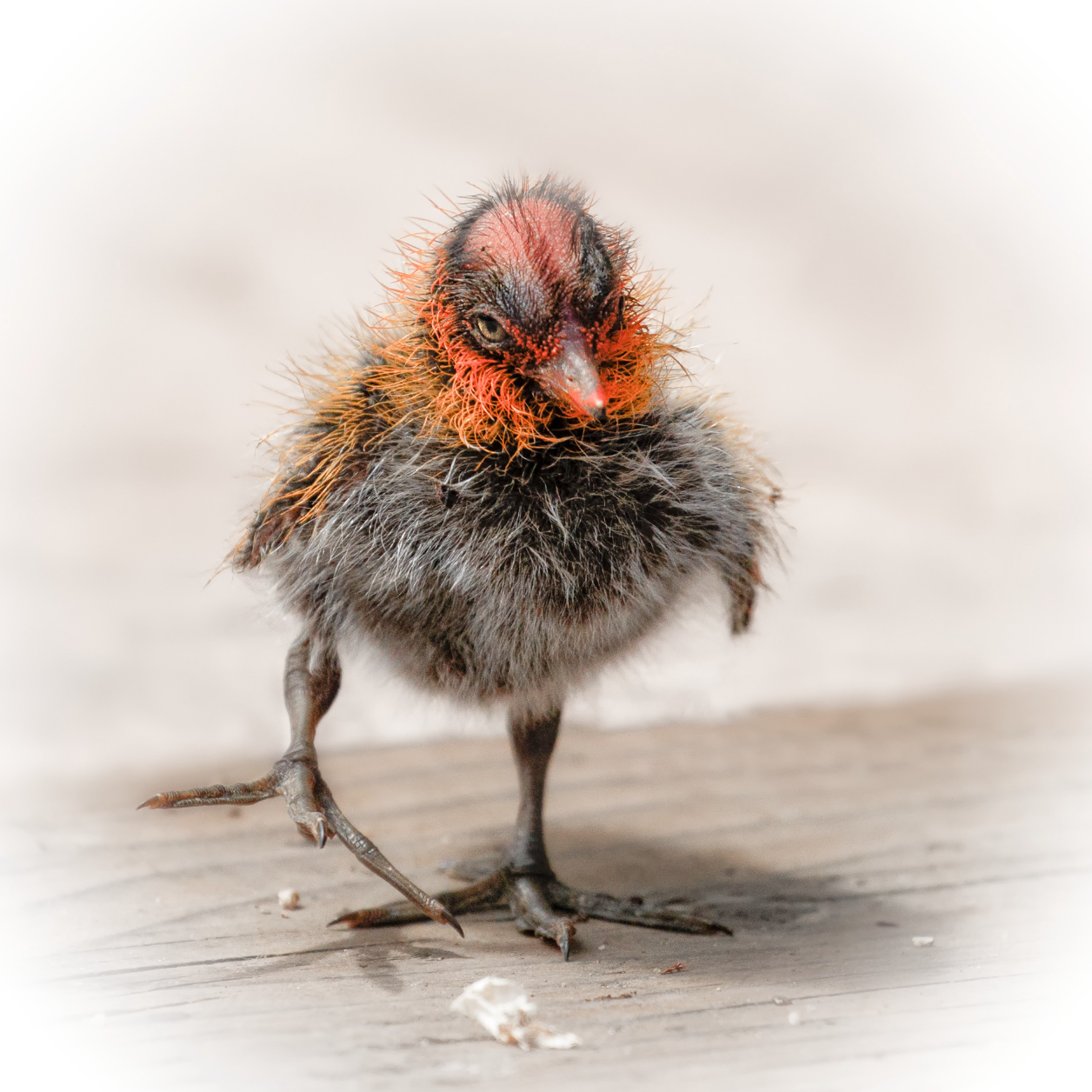 Baby Coot's First Steps