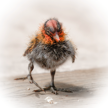 Baby Coot's First Steps