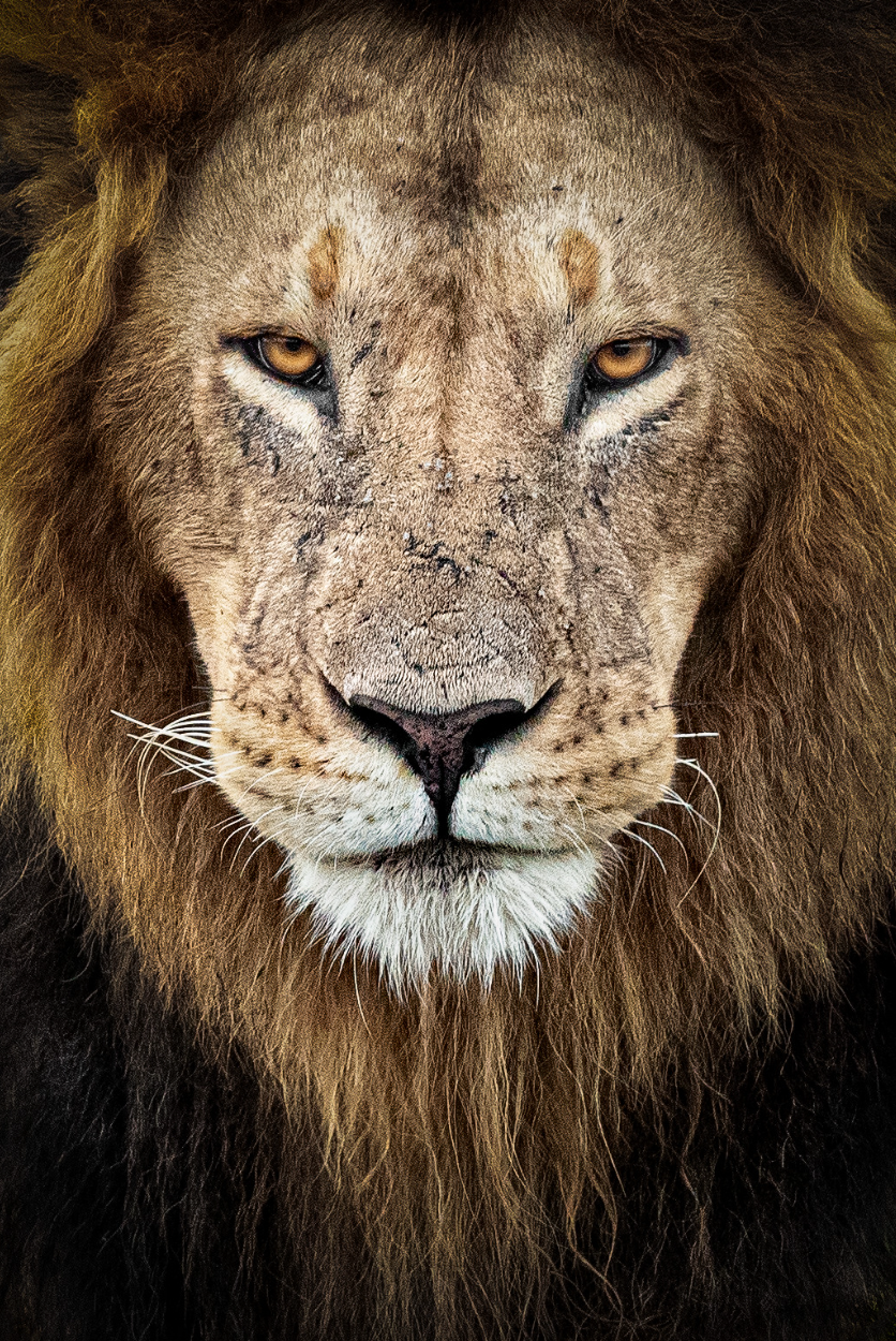 Fierce Maridadai