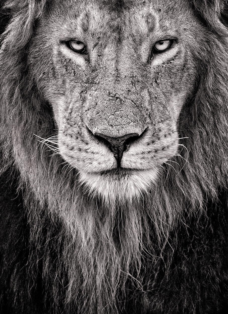 Fierce Maridadai Black & White