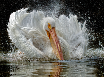 Splish Splash