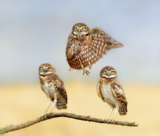 Up, Up and Away