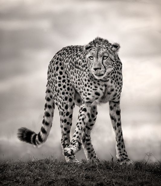 Lone Cheetah Black And White