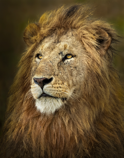 Majestic Doa