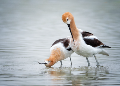 Avocet Couple