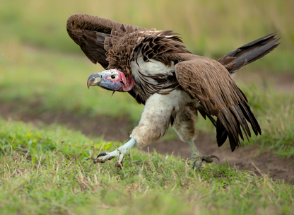 Vulture on the Run
