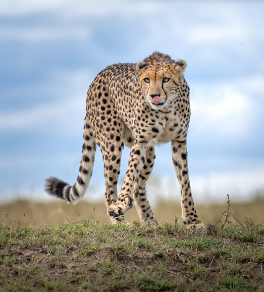 Lone Cheetah
