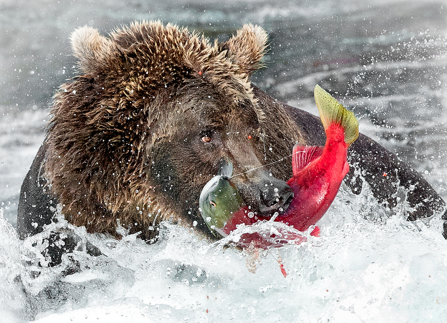 Bear With Fish