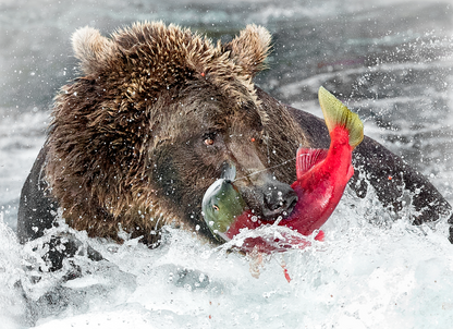 Bear With Fish