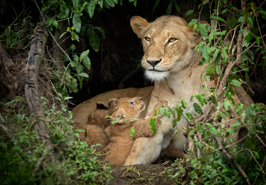 Lion Cub's Love