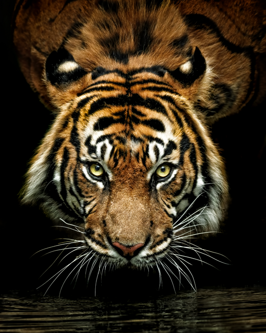 Eyes of the Wild
