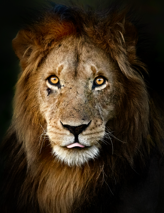 Fierce Yet Gentle