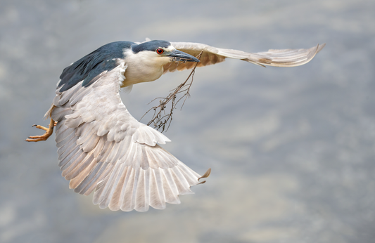 Nesting Time