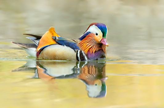 A Splash of Colors