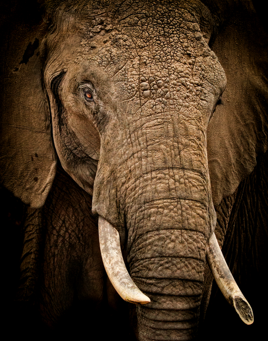 Gentle Giant