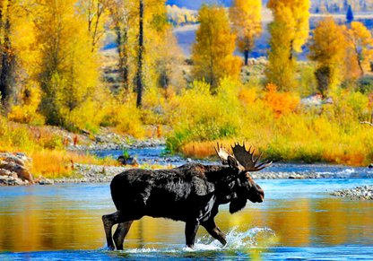 Moose Crossing, Grand Tetons National Park
