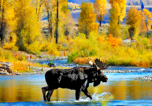 Moose Crossing, Grand Tetons National Park