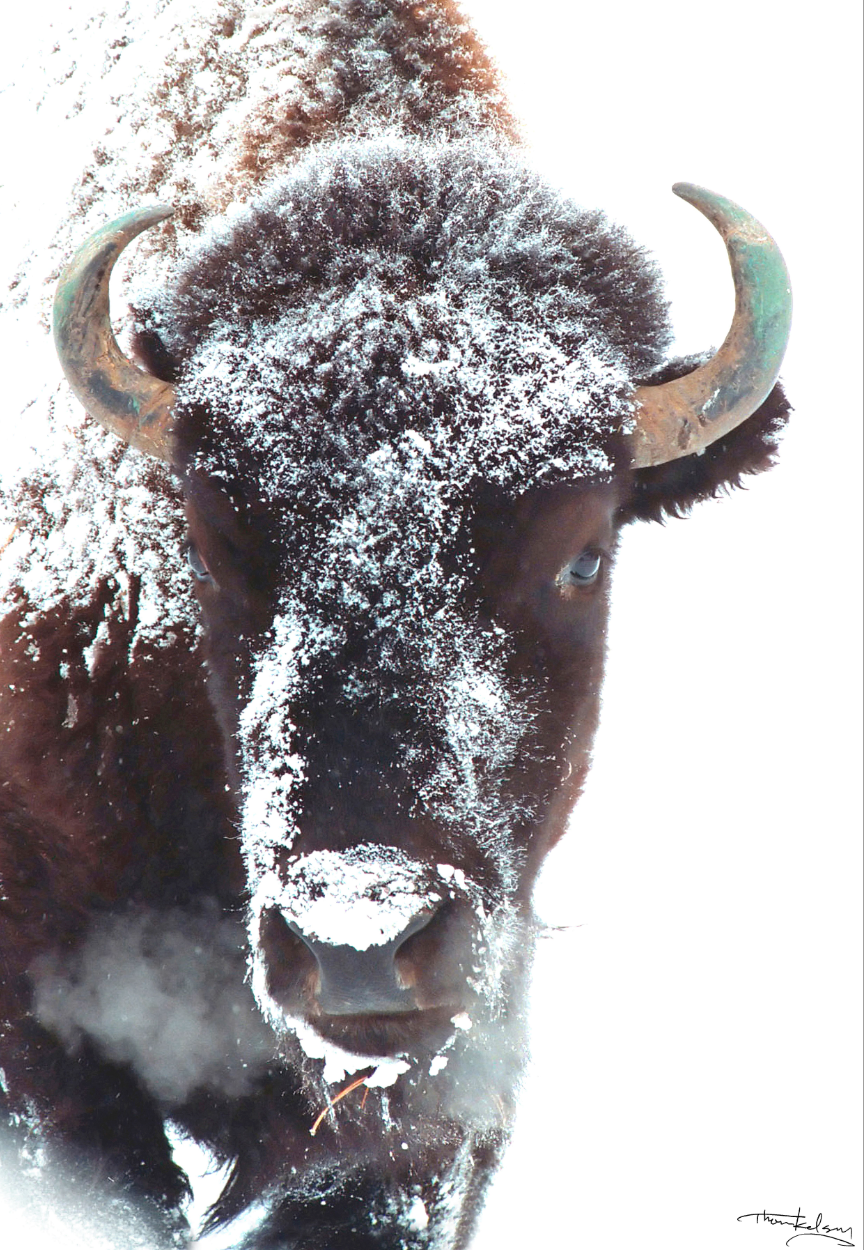 Evergreen Bison