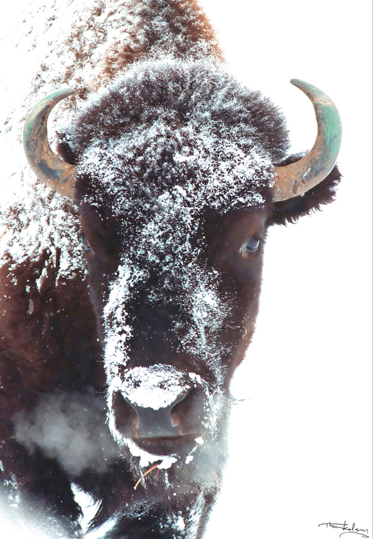 Evergreen Bison