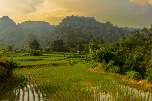 Long Day at the Rice Fields, West Sumatra